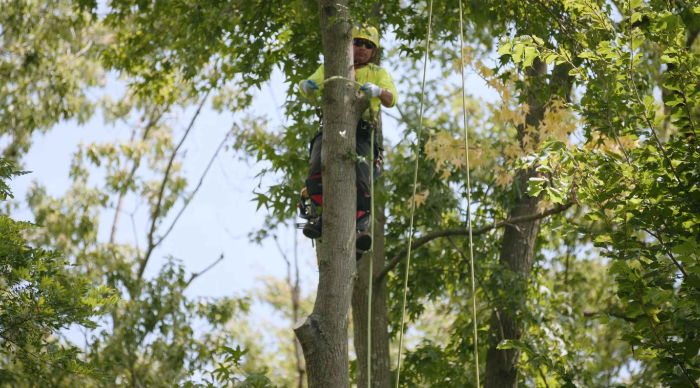 Tree Trimming & Pruning service in Yucaipa, CA