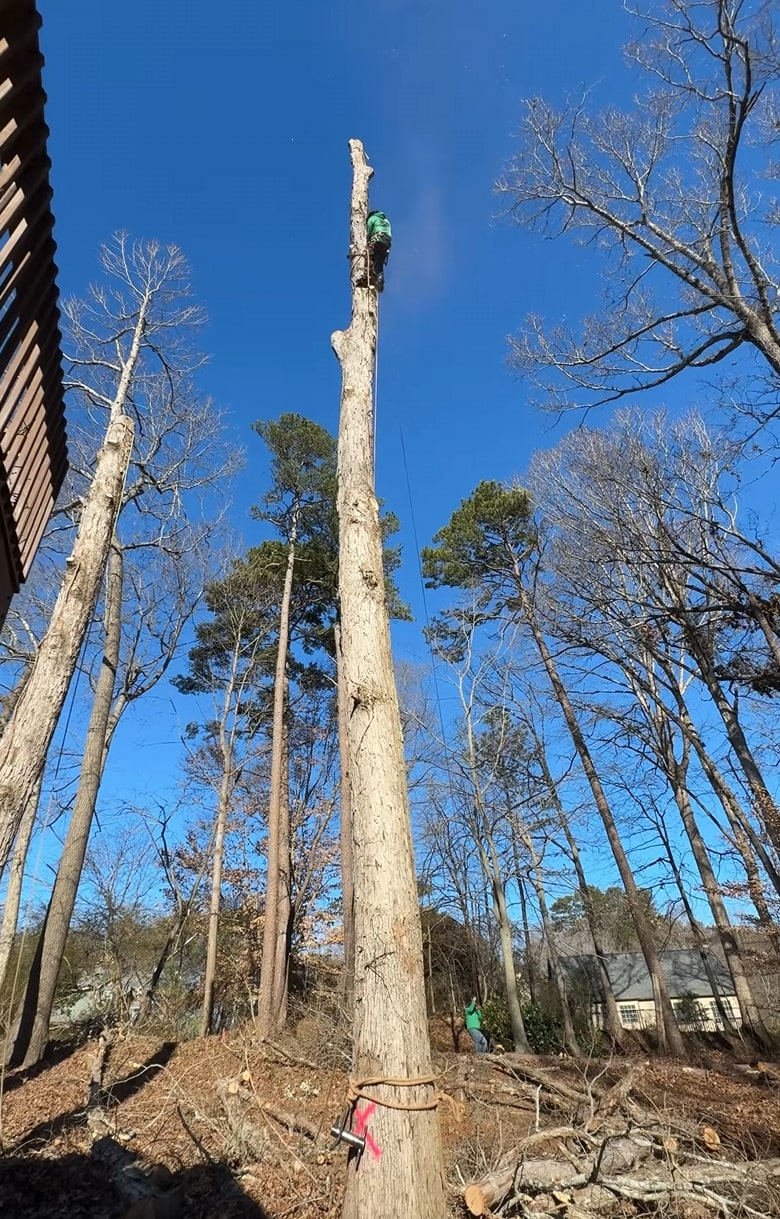 Professional tree service crew working at height in Yucaipa, CA